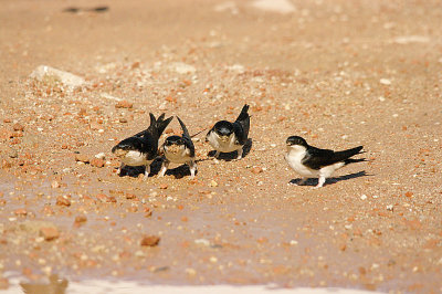 HOUSE MARTIN . ALCANTARA . SPAIN . 18 . 4 . 2016