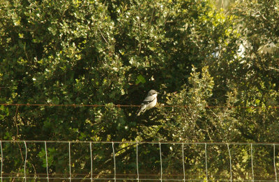 IBERIAN SHRIKE . THE CACERES PLAINS . SPAIN . 17 . 4 . 2016
