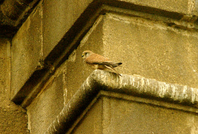 LESSER KESTREL ( Female ) . ALCANTARA . SPAIN . 16 . 4 . 2016