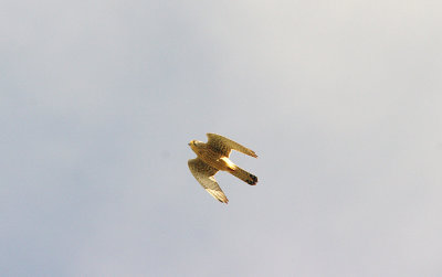 LESSER KESTREL , ALCANTARA RESERVOIR , SPAIN , 14 , 4 , 2016