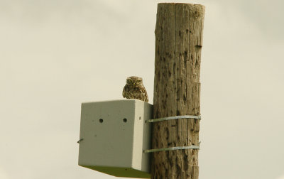 LITTLE OWL . Nr ALCANTARA . SPAIN . 16 . 4 . 2016