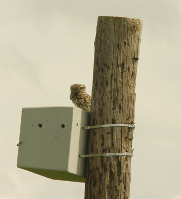 LITTLE OWL . Nr ALCANTARA . SPAIN . 16 . 4 . 2016