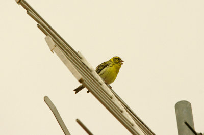 SERIN . ALCANTARA . SPAIN . 16 . 4 . 2016