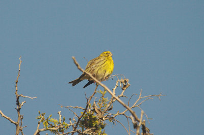 SERIN . MADRID . SPAIN . 13 . 4 . 2016