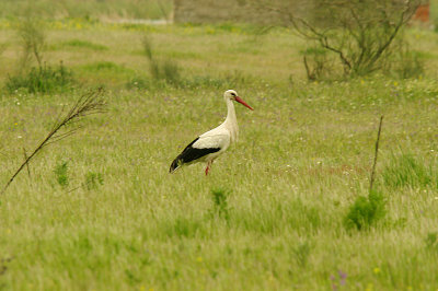 WHITE STORK . ALCANTARA - ARROCAMPO . SPAIN . 19 . 4 . 2016
