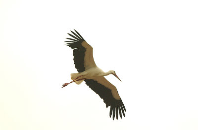 WHITE STORK . ALCANTARA . SPAIN . 16 . 4 . 2016