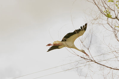 WHITE STORK . Nr CASARAS . SPAIN . 14 . 4 . 2016