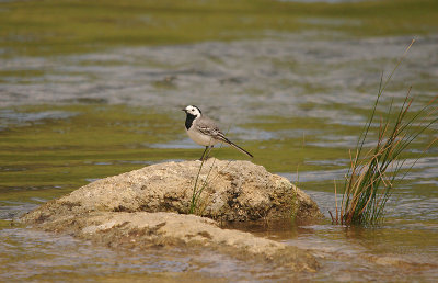 WHITE WAGTAIL . THE RIVER ERGES . PORTUGUL . 18 . 4 . 2016
