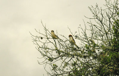 WOODCHAT SHRIKE ( Female & Male ) . ALCANTARA RESERVOIR . SPAIN . 14 . 4 . 2016