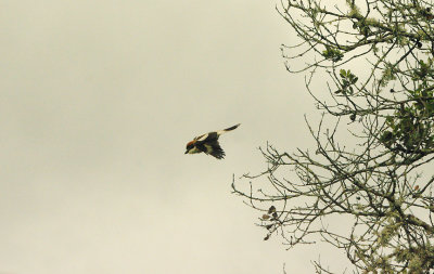 WOODCHAT SHRIKE , ALCANTARA RESERVOIR , SPAIN , 14 , 4 , 2016