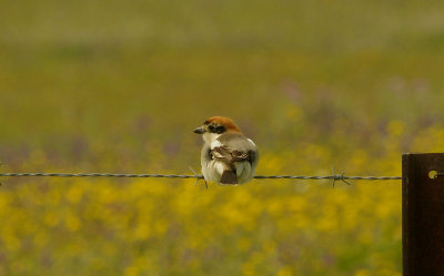 WOODCHAT SHRIKE , Nr ALCANTARA , SPAIN , 16 , 4 , 2016
