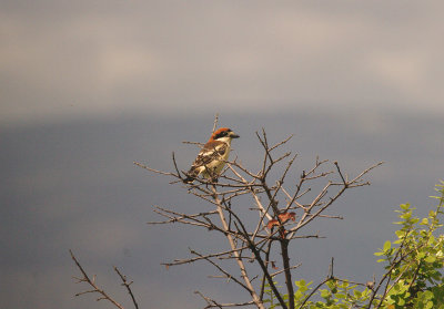 WOODCHAT SHRIKE. ARRACOMPO . SPAIN . 13 . 4 . 2016