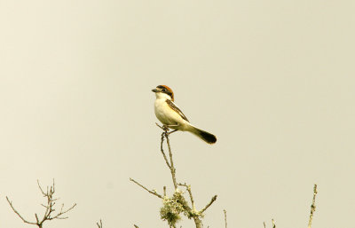 WOODCHAT SHRIKE, ALCANTARA RESERVOIR , SPAIN , 14 , 4 , 2016