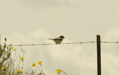 WOODCHAT SHRIKE . Nr ALCANTARA . SPAIN . 16 . 4 . 2016