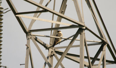 PEREGRINE FALCON . THE EXMINSTER MARSHES . DEVON . 11 . 4 . 2016