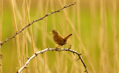 WREN . THE EXMINSTER MARSHES . DEVON . 11 . 4 . 2016