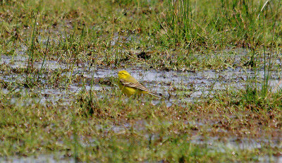 YELLOW WAGTAIL ( Male ) . THE EXMINSTER MARSHES . DEVON . 23 . 4 . 2016