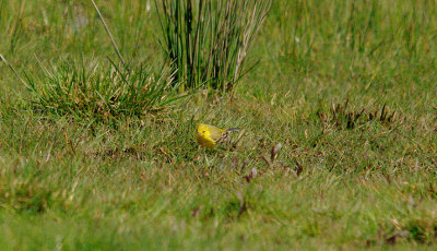 YELLOW WAGTAIL ( Male ) . THE EXMINSTER MARSHES . DEVON 23 . 4 . 2016