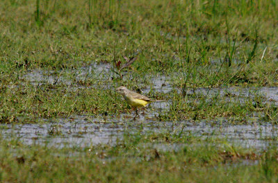 BLUE-HEADED WAGTAIL ( Female ) . THE EXMINSTER MARSHES . DEVON . 23 . 4 . 2016