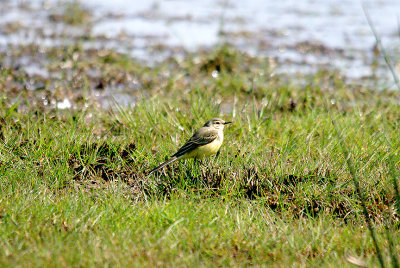 YELLOW WAGTAIL ( Female ) . THE EXMINSTER MARSHES . DEVON . 24 . 4 . 2016