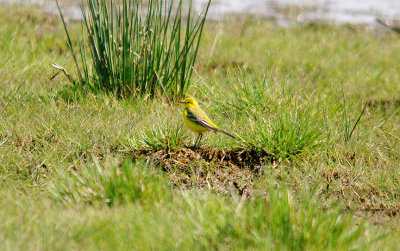YELLOW WAGTAIL ( Male ) . THE EXMINSTER MARSHES . DEVON . 24 . 4 . 2016