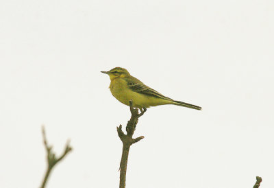 YELLOW WAGTAIL , ORCOMBE POINT , EXMOUTH , DEVON , 18 , 9 , 2014