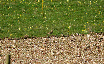 STONE CURLEW . WINTERBOURN DOWNS . DORSET . 28 . 4 . 2016