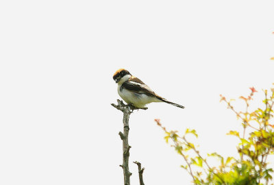 WOODCHAT SHRIKE , SWELL TOR QUARRY , DARTMOOR , DEVON , 22 , 6 , 2014