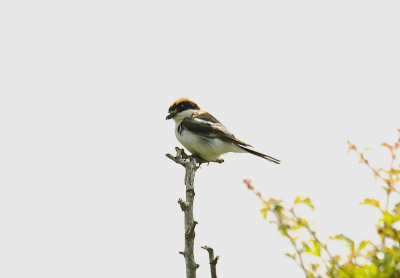 WOODCHAT SHRIKE , SWELL TOR QUARRY , DARTMOOR , DEVON , 22 , 6 , 2014