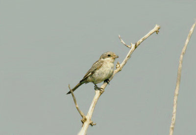 WOODCHAT SHRIKE . DAWLISH WARREN . DEVON . 8 . 0 . 2014