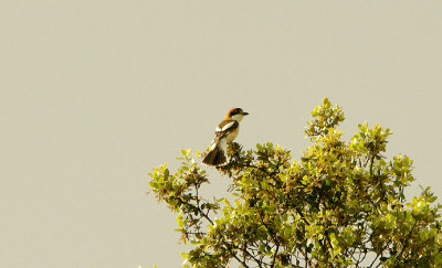 WOODCHAT SHRIKE . ALCANTARA RESERVOIR . SPAIN . 14 . 4 . 2016