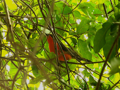 YELLOW-CROWNED GONOLEK . THE FARASUTO FOREST . GAMBIA . 9 . 11 . 2014 