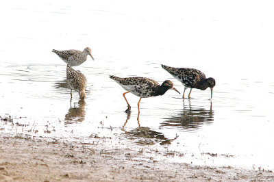RUFF . BOWLING GREEN MARSH . TOPSHAM . DEVON . 6 . 5 . 2016