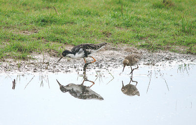 RUFF ( Male & Female ) . BOWLING GREEN MARSH . TOPSHAM . DEVON . 7 / 5 / 2016
