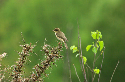 WILLOW WARBLER . YARNER HEATH . DEVON . 9 . 5 . 2016