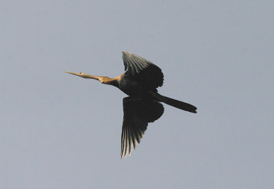 AFRICAN DARTER . Nr MARAKISSA . GAMBIA . 15 . 11 . 2014