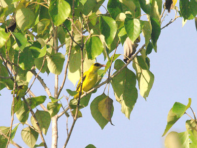 AFRICAN GOLDEN ORIOLE . THE BAMAKUNO FOREST . GAMBIA . 11 . 11 . 2014