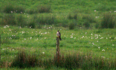 EURASIAN HOBBY . THE EXMINSTER MARSHES . DEVON . 11 . 5 . 2016