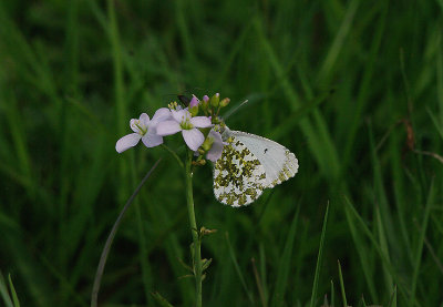 ORANGE TIP ( Anthocharis cardamines ) ( Female ) . THE EXMINSTER MARSHES . DEVON . 12 / 5 / 2016 