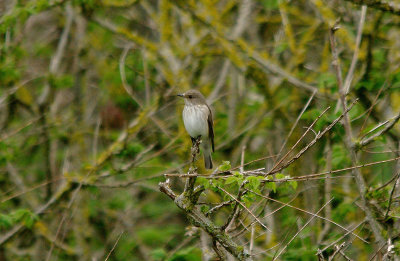 SPOTTED FLYCATCHER , REAP LANE , PORTLAND , DORSET , 14 , 5 , 2016