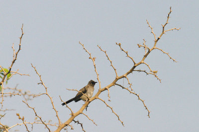 COMMON BULBUL . KOTU BRIDGE . KOLOLI . GAMBIA . 7 . 11 . 2014