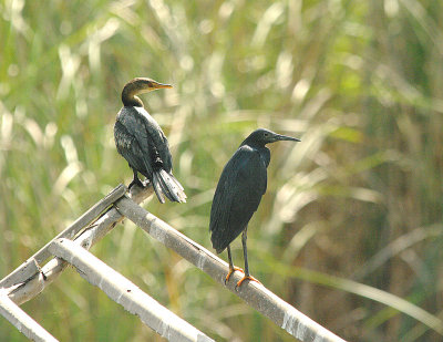 LONG-TAILED CORMORANT & BLACK HERON . JACANA POOL . KOLOLI . GAMBIA . 7 . 11 . 2014