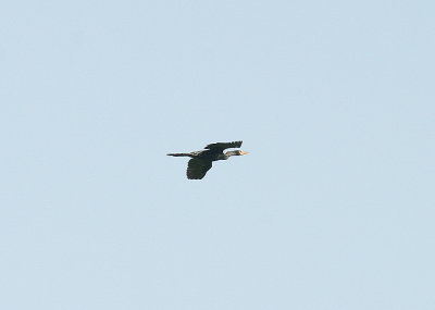 LONG-TAILED CORMORANT . Nr KOTU BRIDGE . KOLOLI . GAMBIA . 7 . 11 . 2014