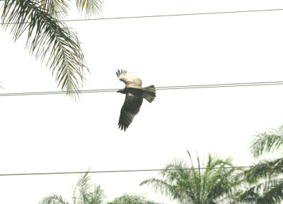 OSPREY . JACANA POOL . KOLOLI . GAMBIA . 7 . 11 . 2014