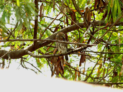 PEARL-SPOTTED OWLET . THE CYCLE TRACK . KOLOLI . GAMBIA . 7 . 11 . 2014