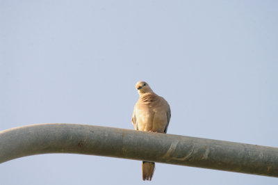 VINACEOUS DOVE . THE KOTU BRIDGE AREA . KOLOLI . GAMBIA . 7 . 11 . 2014