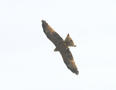 YELLOW-BILLED KITE . THE CYCLE TRACK . KOLOLI . GAMBIA . 7 . 11 . 2014