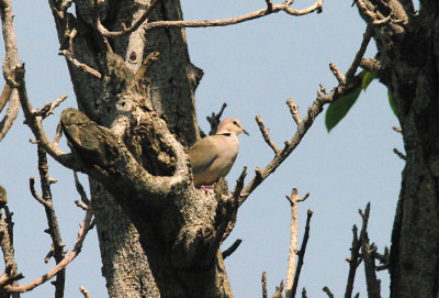 VINACEOUS DOVE . THE KOTU BRIDGE AREA . KOLOLI . GAMBIA . 7 . 11 . 2014