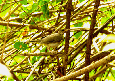 AFRICAN THRUSH . ABUKO NATURE RESERVE . GAMBIA . 8 . 11 . 2014