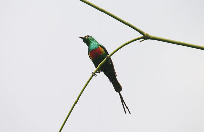 BEAUTIFUL SUNBIRD . ABUKO NATURE RESERVE . GAMBIA . 8 . 11 . 2014